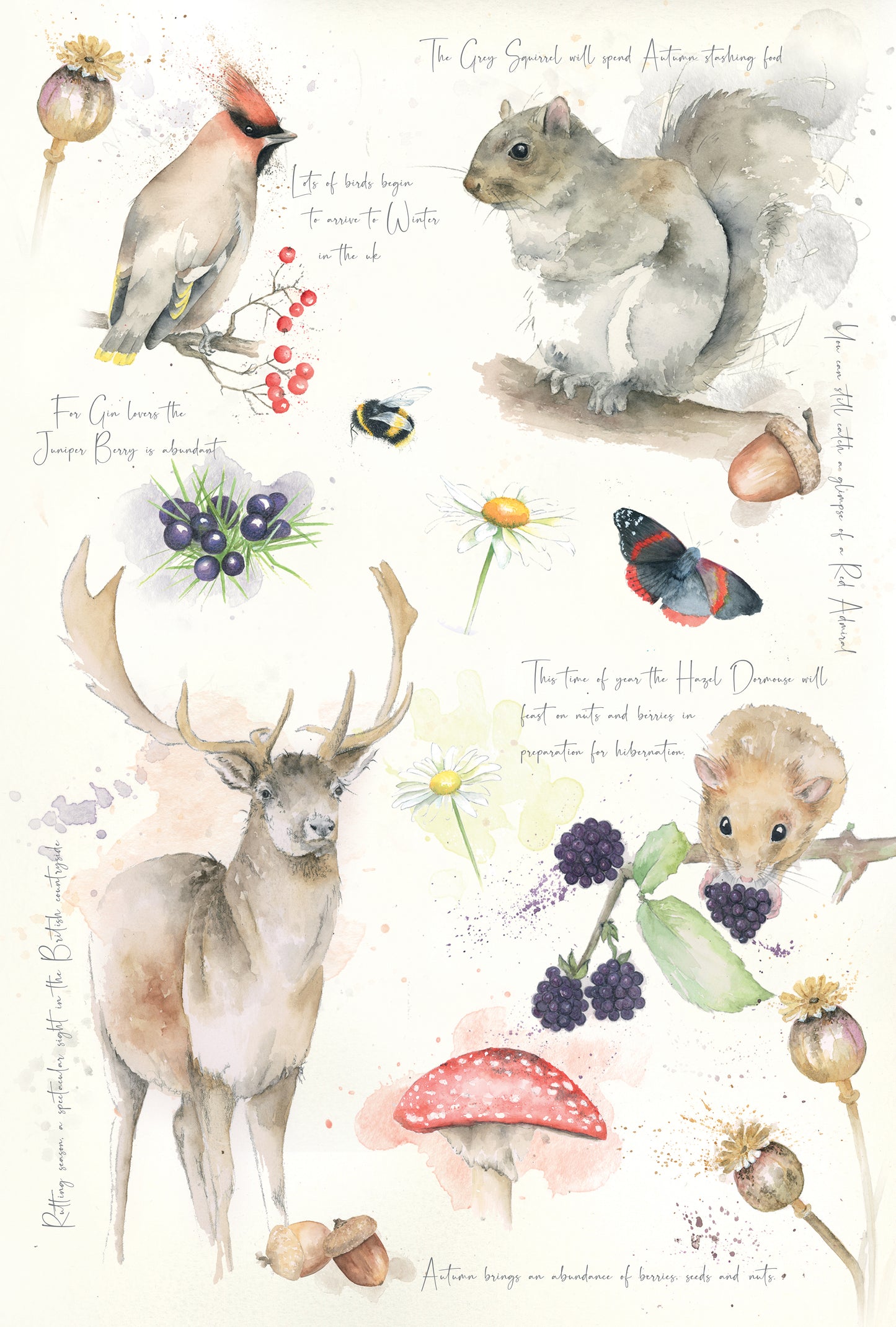 Tea Towel Nature's Diary Summer