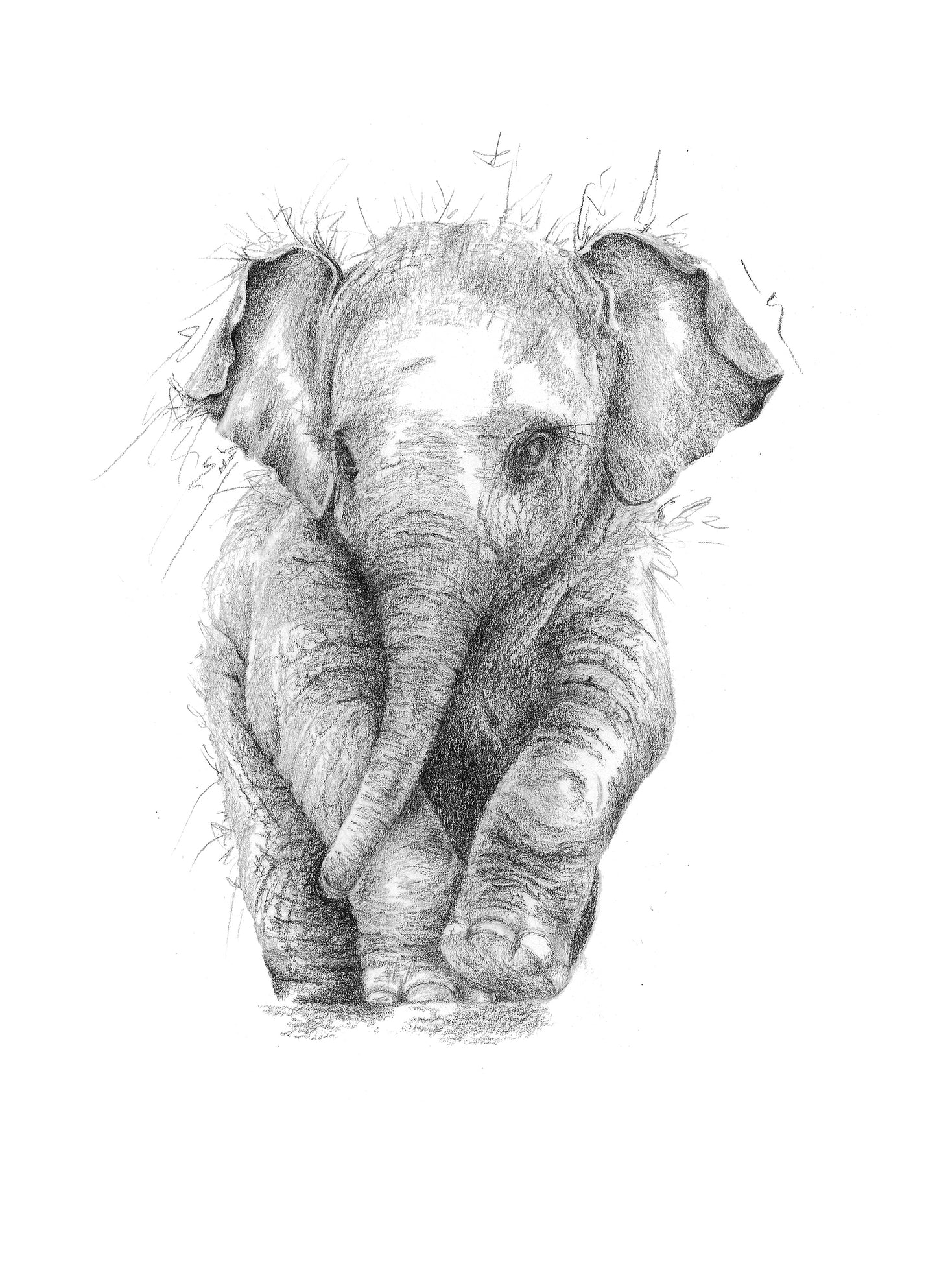 Baby Elephant Limited Edition Giclee Art Print