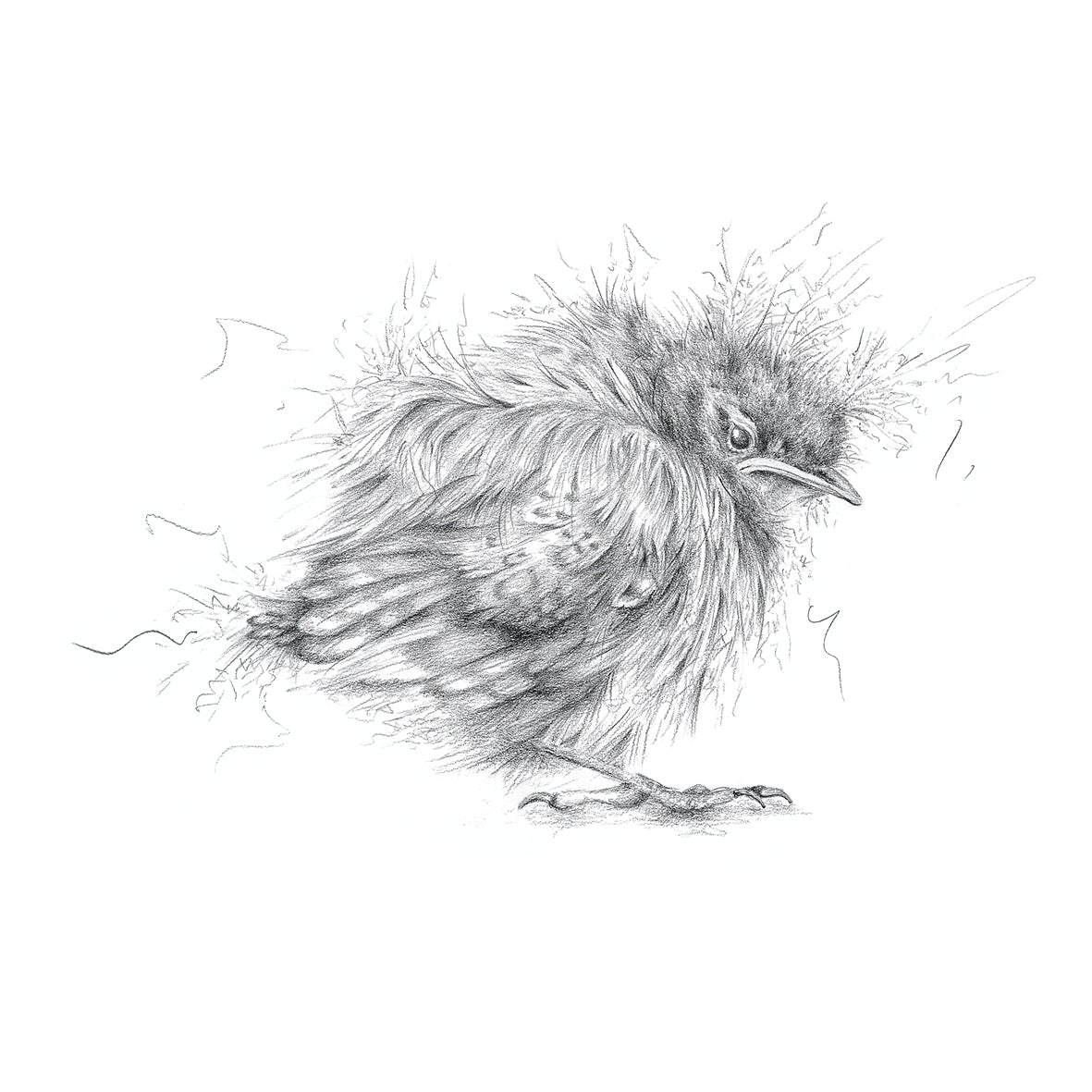 Wren Limited Edition Giclee Art Print