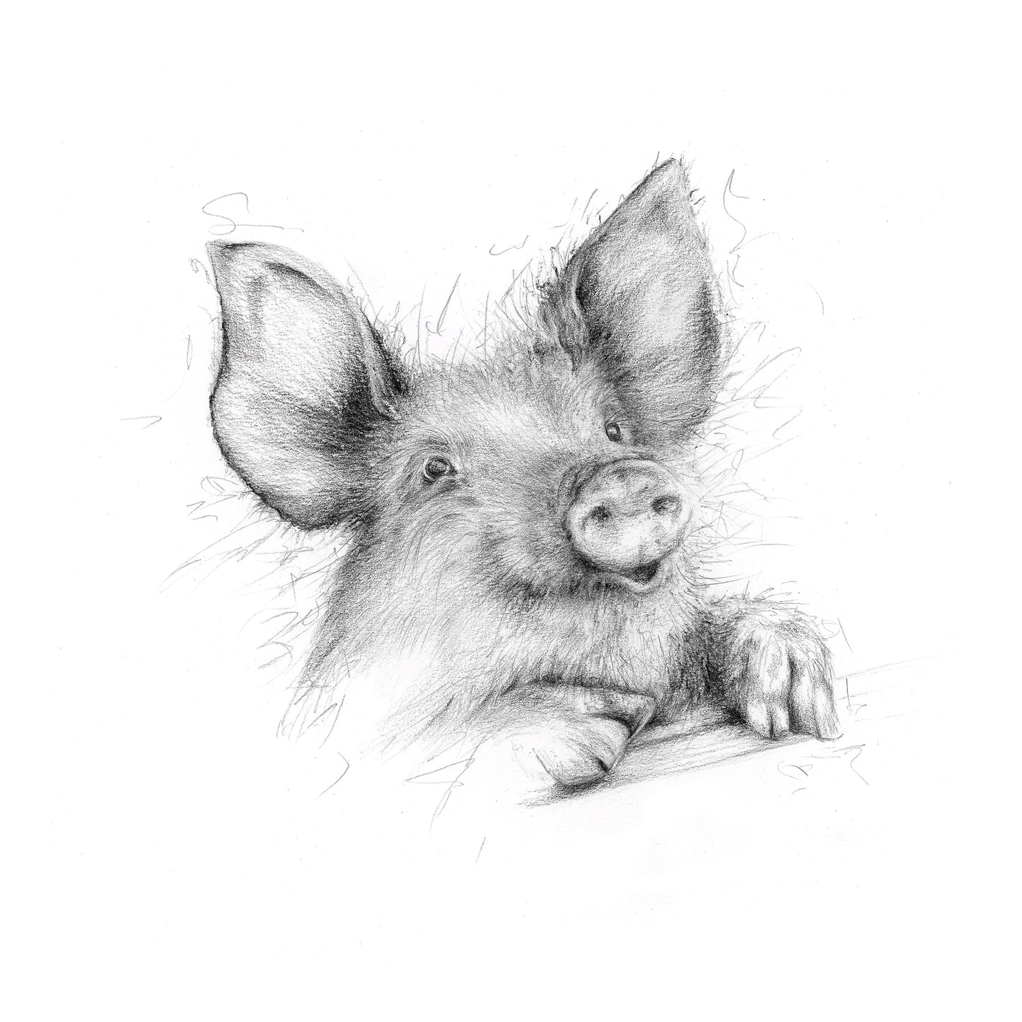 Pig Limited Edition Giclee Art Print