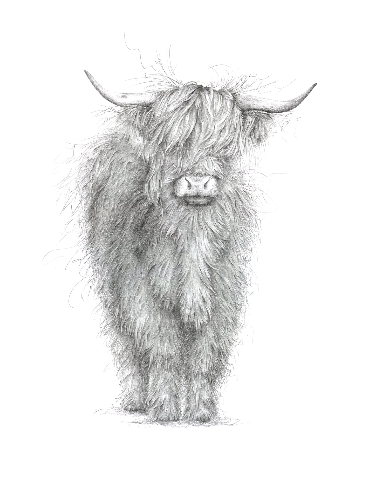 Highland Cow Limited Edition Giclee Art Print