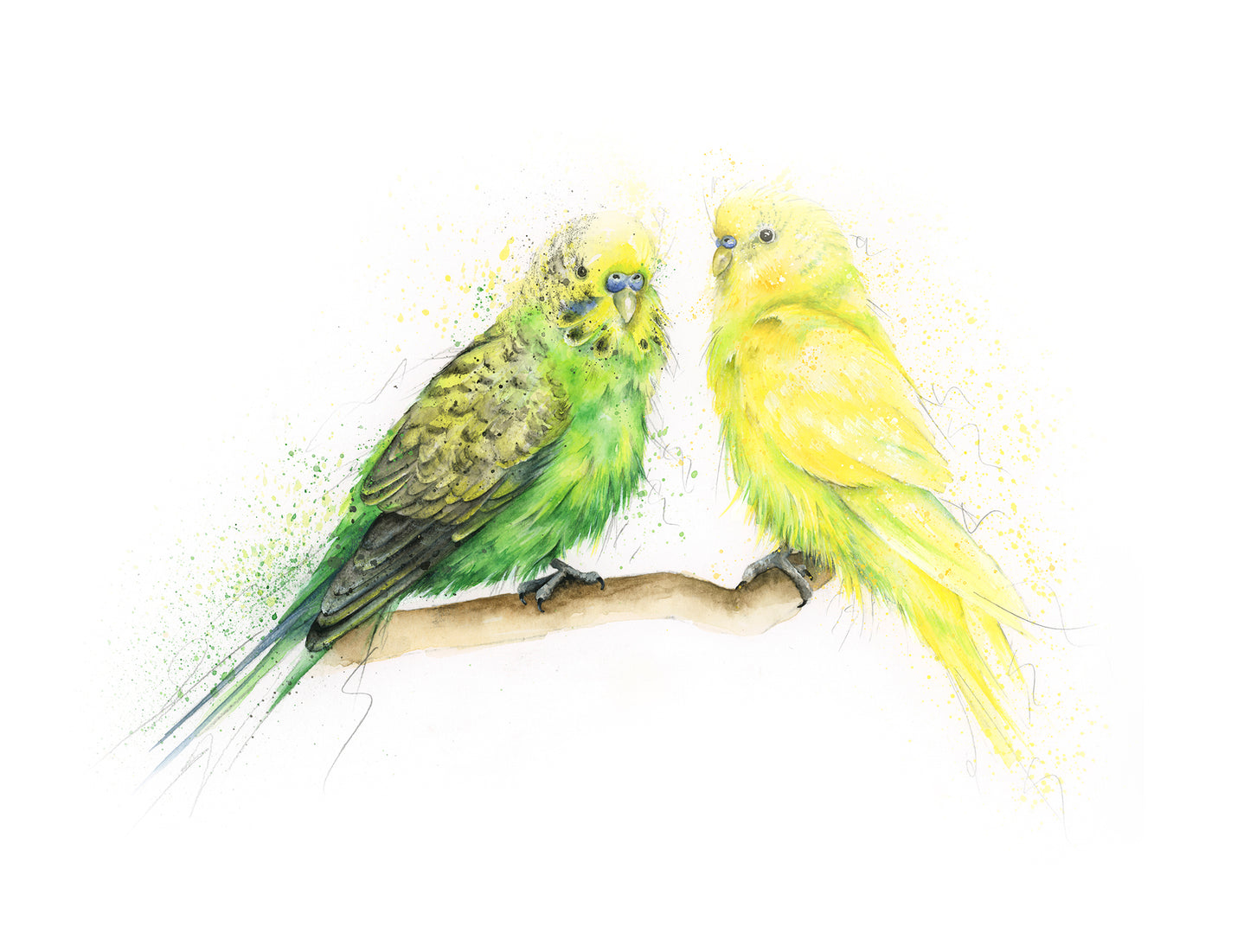 Green and Yellow Budgies Limited Edition Giclee Art Print