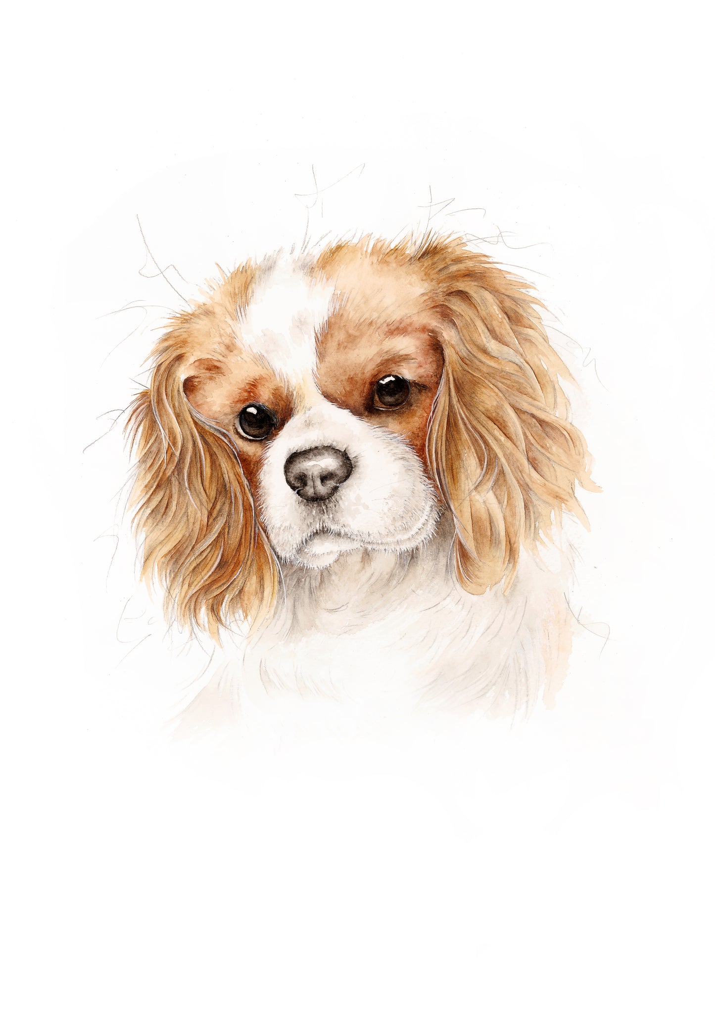 Cavalier King Charles Spaniel Limited Edition Giclee Art Print