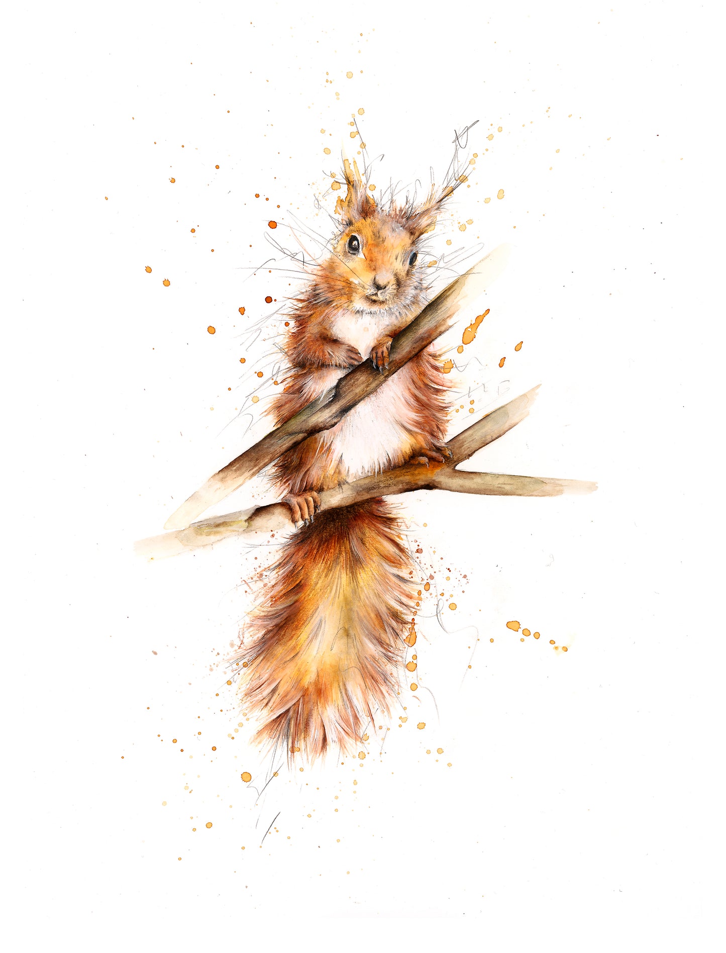 Red Squirrel Limited Edition Giclee Art Print