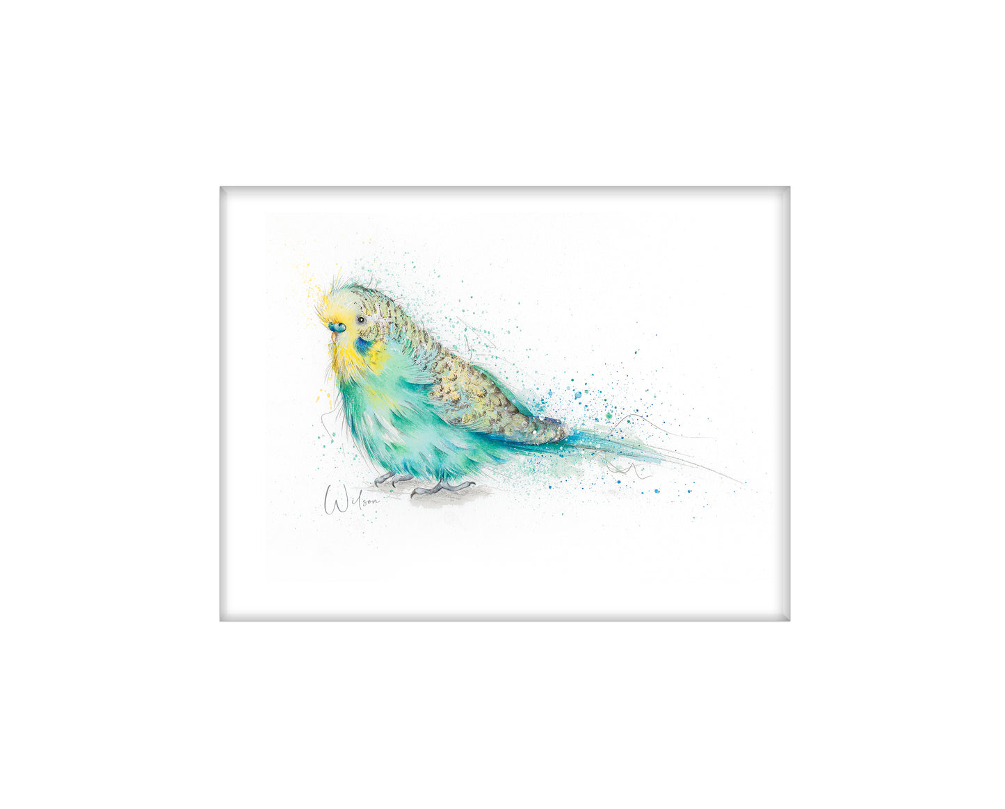 Wilson the Budgie Limited Edition Giclee Art Print