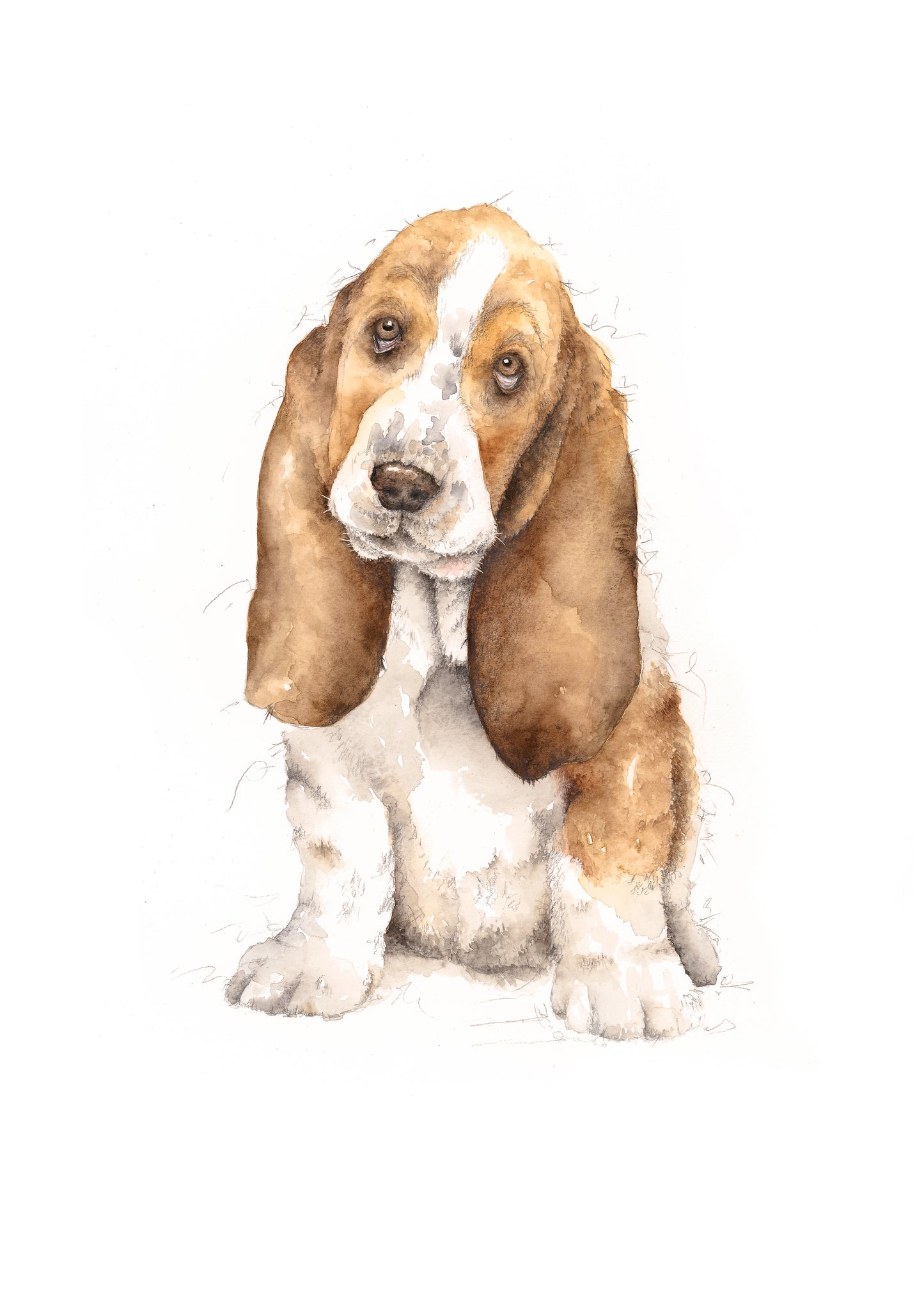 Basset Hound Limited Edition Giclee Art Print